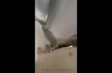 JustTheGays thumbnail for Jerking my big cock in the shower – Steele Foster (Steele.Foster) - amateur gay porn from OnlyFans, MyVidster, GayForFans and more! - Big Cock, Jerk Off, Shower