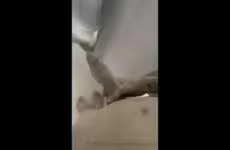 OnlyGays thumbnail for Jerking my big cock in the shower – Steele Foster (Steele.Foster) - amateur gay porn from OnlyFans, MyVidster, GayForFans and more! - 